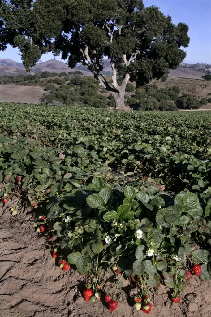 strawberry field