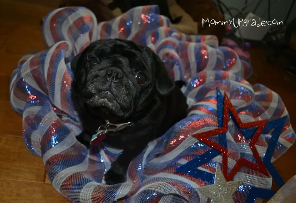 flagwreath16 patriotic pug