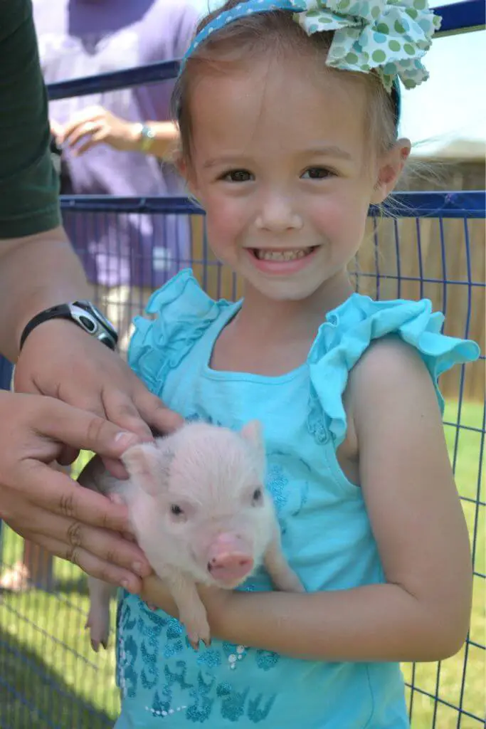 princess and the pig