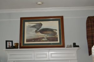 brown pelican