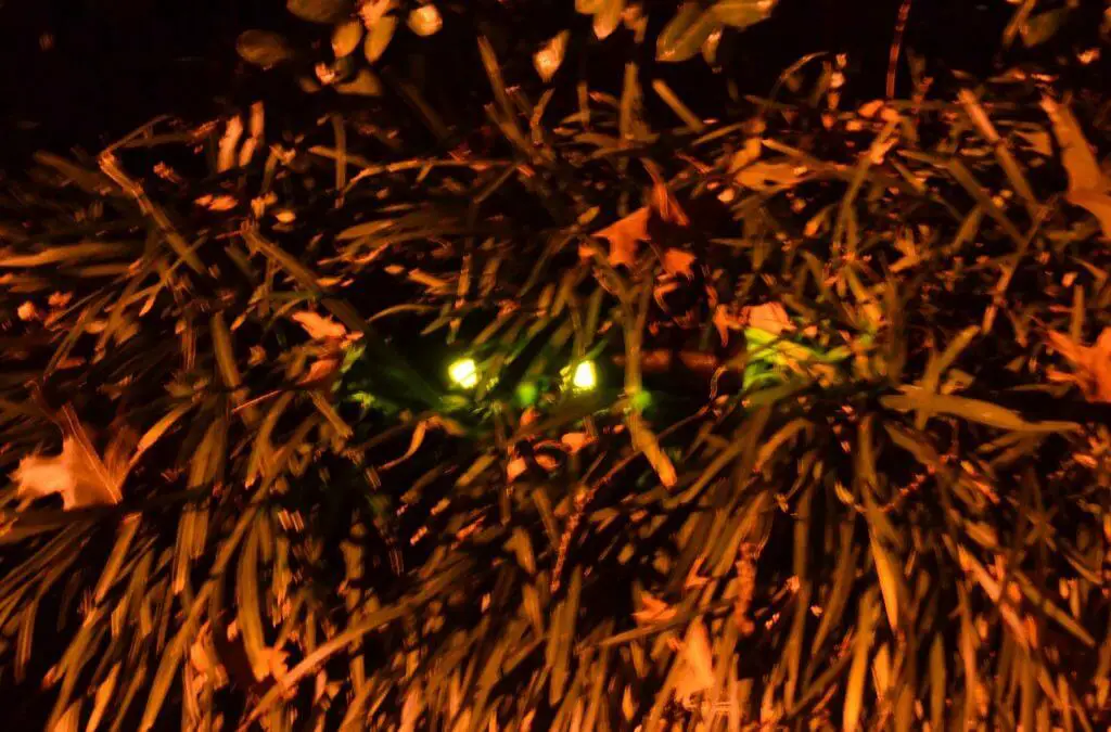 Halloween Decorations – Creepy Glowing Eyes in the Bushes