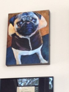 pug on wall pecan lodge