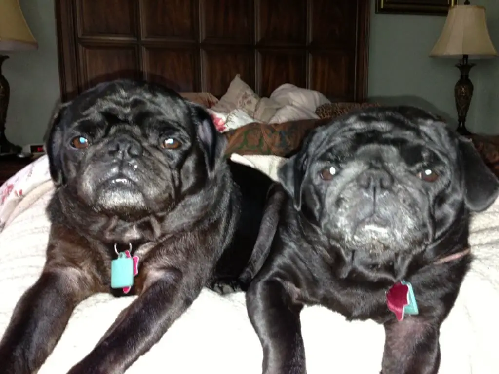 puggies princess cupcake's puggies