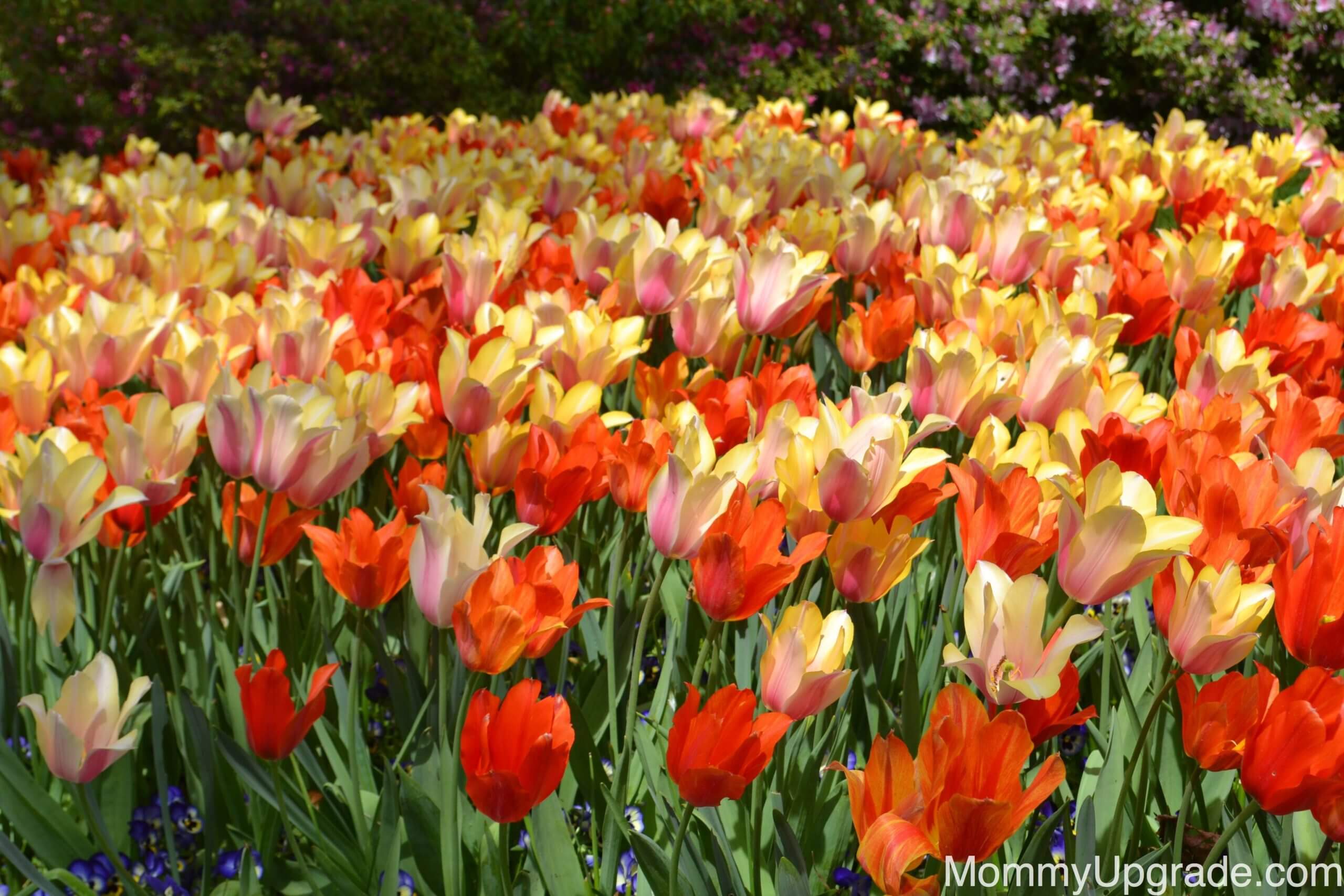 Dallas Arboretum