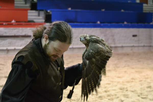 medieval times falcon