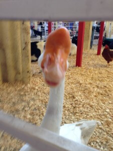 aflac