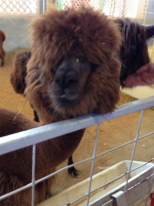 petting an alpaca