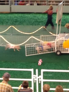 racing piglets