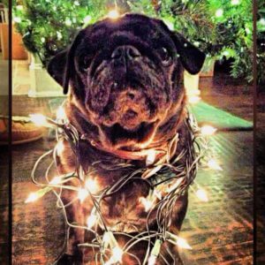 pug wrapped in holiday lights