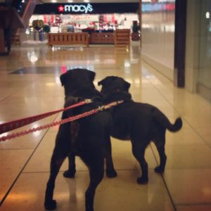 pugs shopping mall at christmas