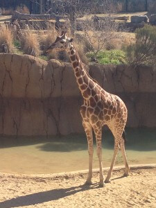 giraffe in zoo exhibit dallas zoo