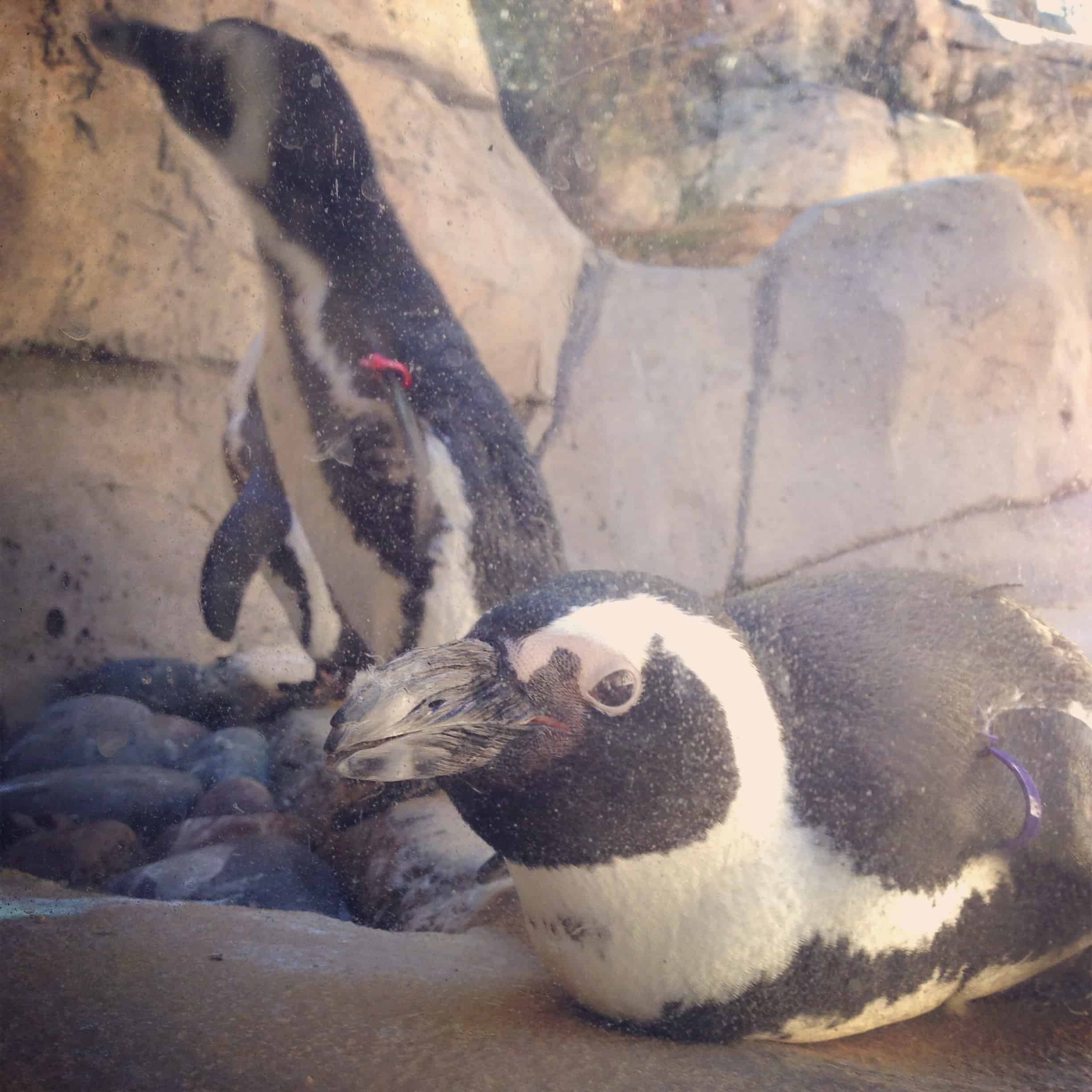 penguin exhibit dallas zoo