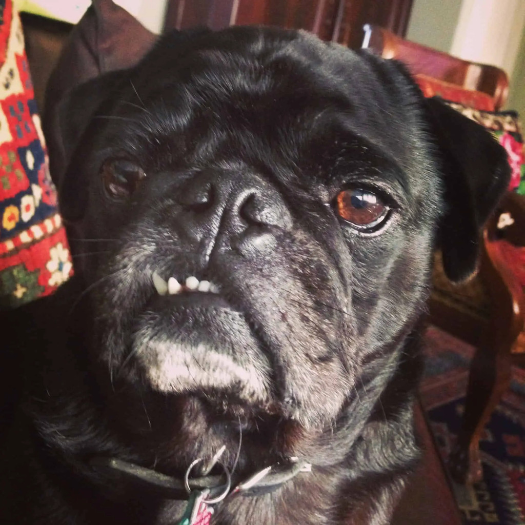 Beaureguarde Pug Beaureguarde Pug