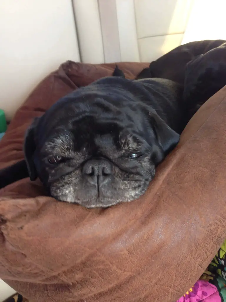 Beignet Pug Beignet Pug