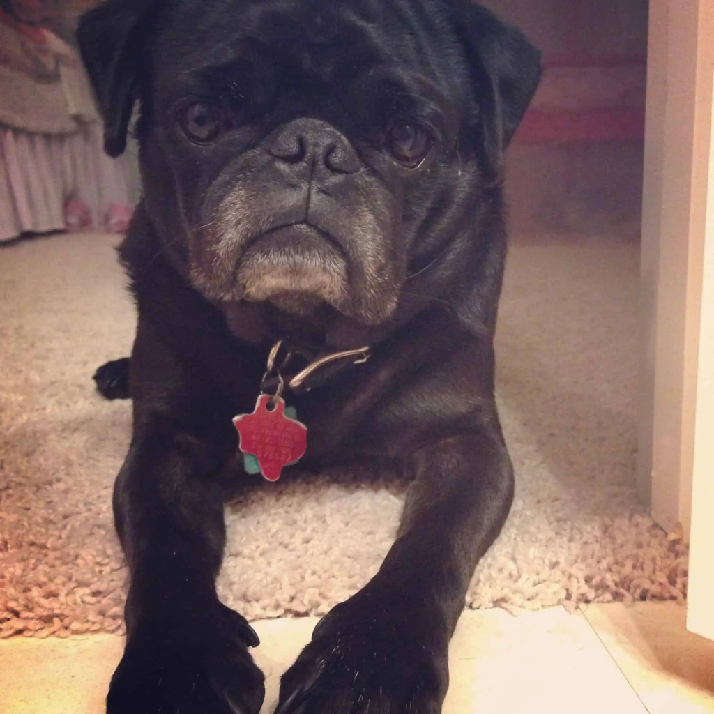 beau beau pug beau beau pug