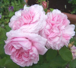 pink cabbage rose