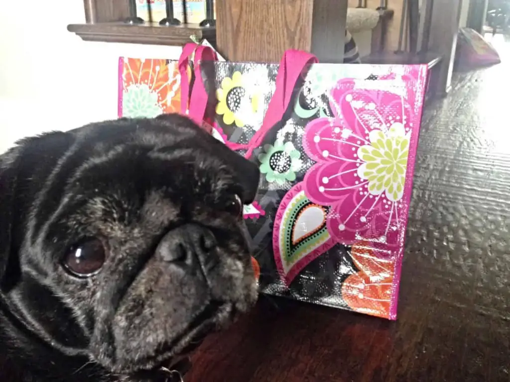 beni pug and the vera bradley tote