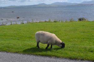 Sheep on Islay Scotland