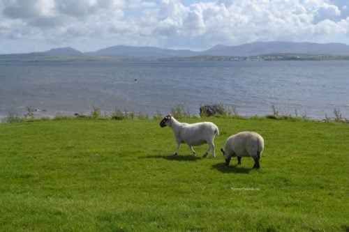 scottish sheep