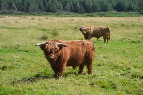 scottish cows one day on islay - highland cattlescottish cows