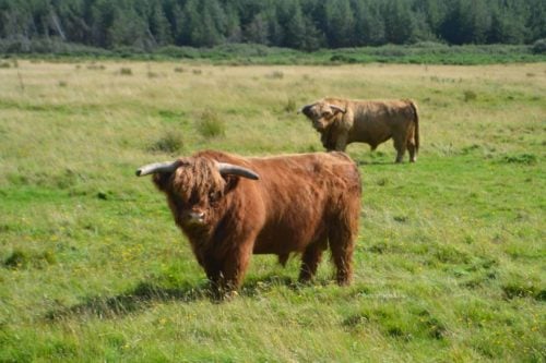 one day on islay - highland cattlescottish cows