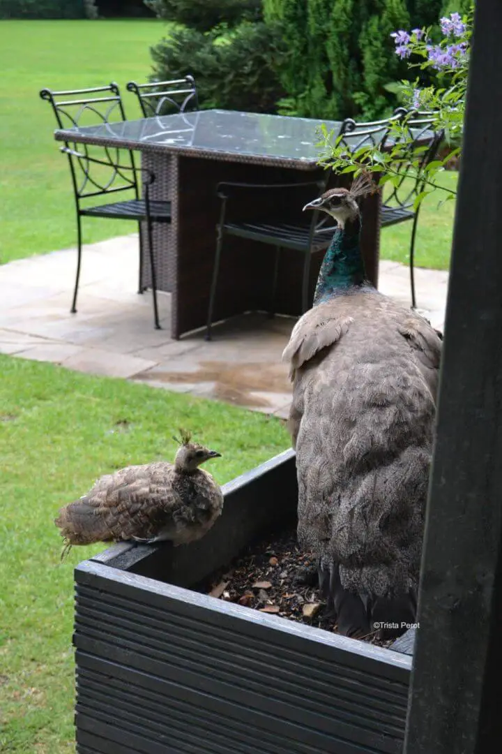 Peacock family at Whitley Hall Hotel