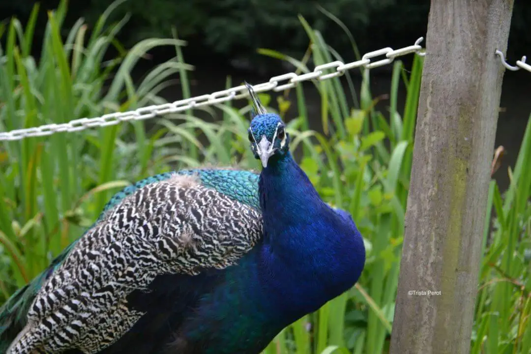 Peacock at Whitley Hall Hotel