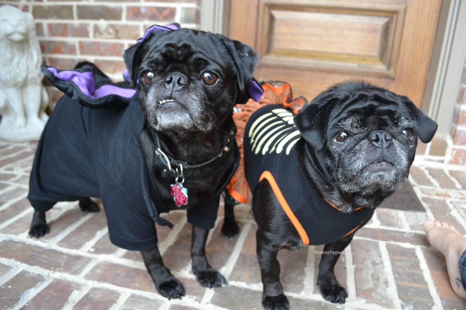 Pug Halloween Costumes Pets and Furbabies Tried and True by Trista
