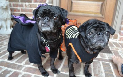 Pug Halloween Costumes for Your Furbabes!