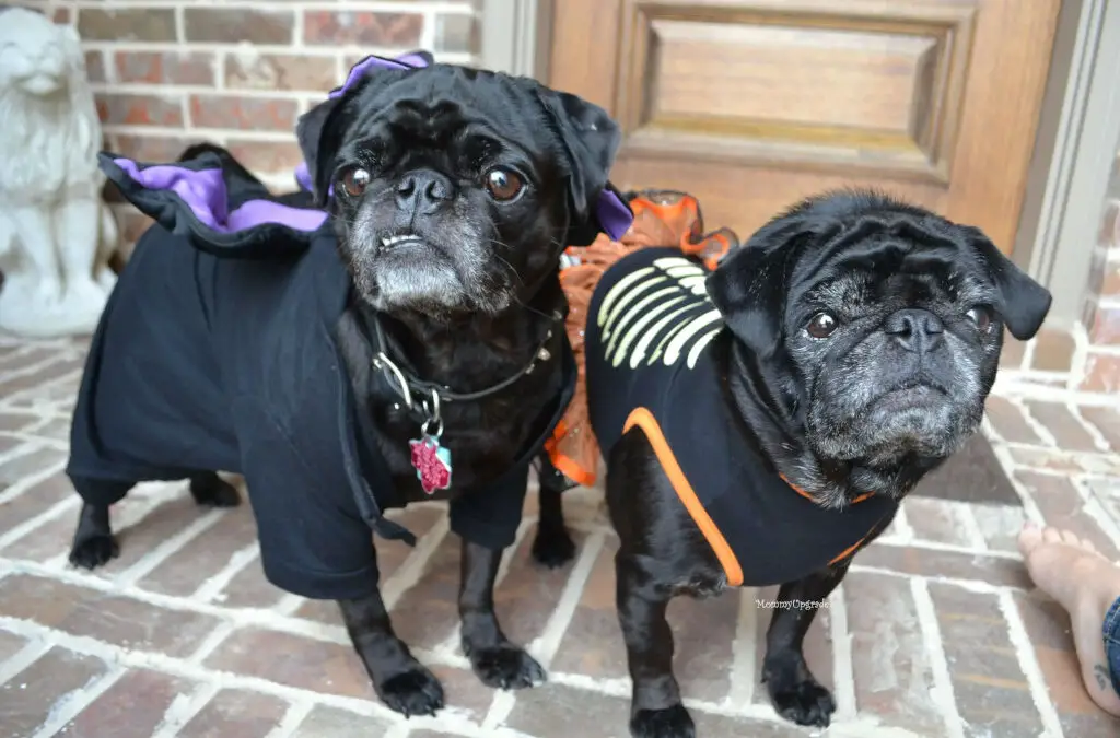 Pug Halloween Costumes for Your Furbabes!