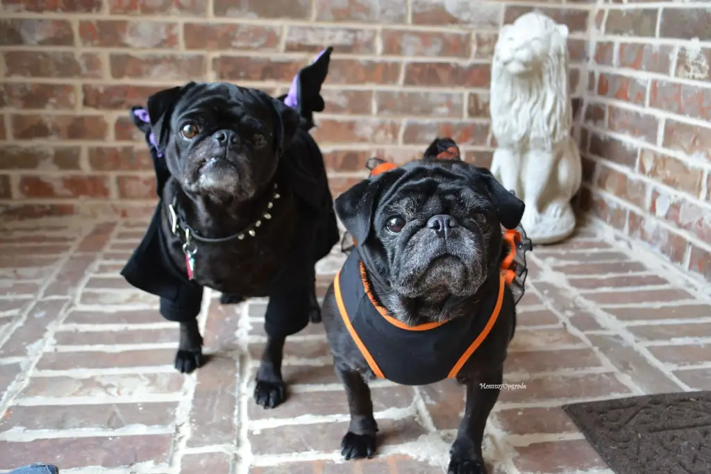 Pug Halloween costumes