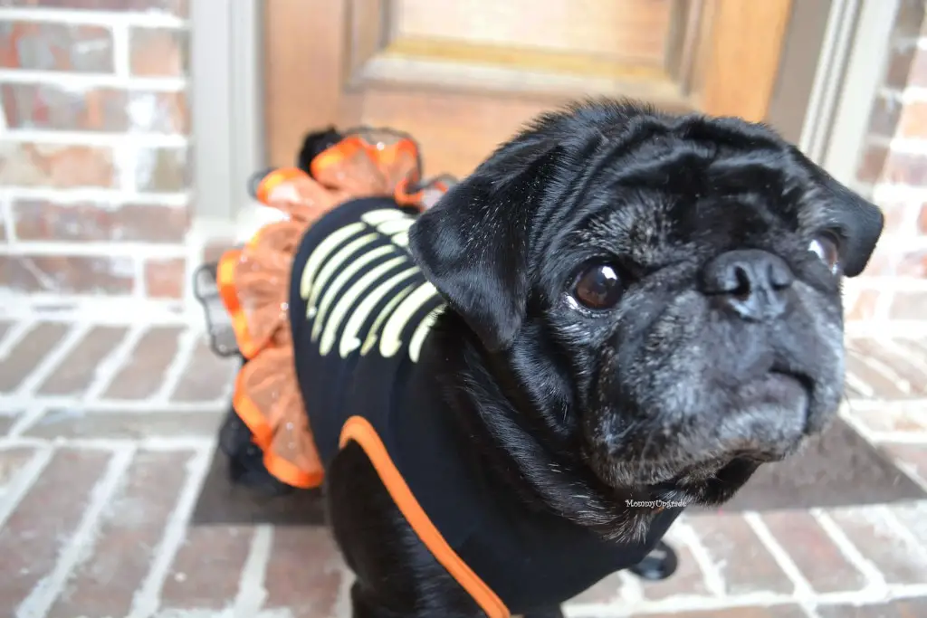 Pug Skeleton Princess for Halloween