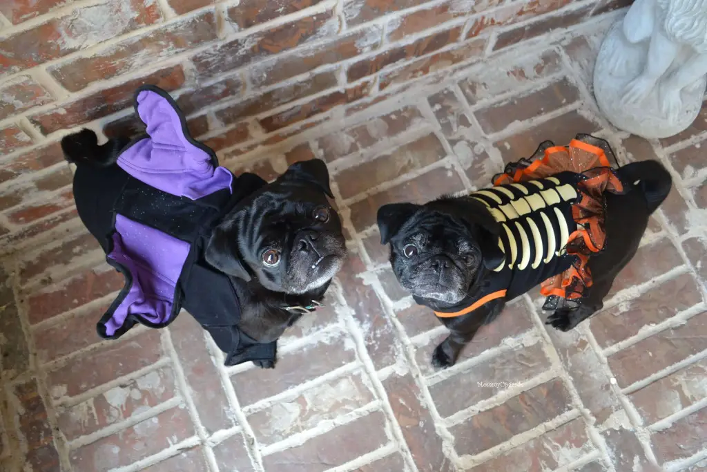Pugs dressed up for Halloween