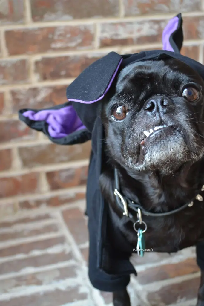 bat costume for dogs