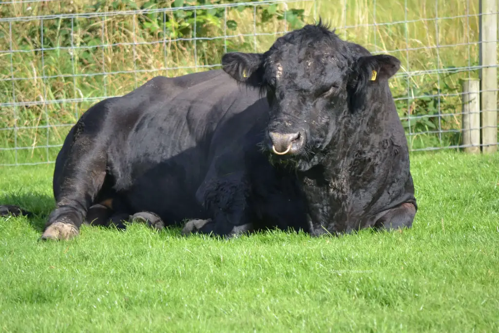 cow on islay