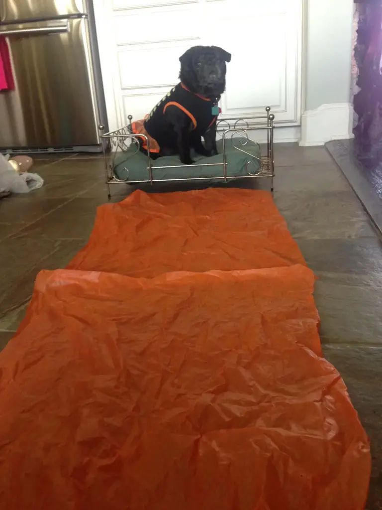 fashion runway for dogs fashion runway for dogs