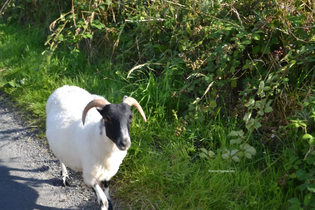 sheep on islay