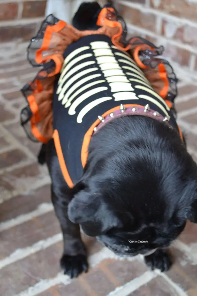 skeleton dress for dogs