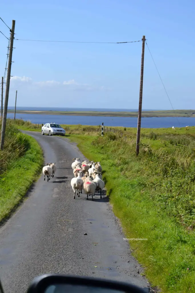 traffic jam on islay