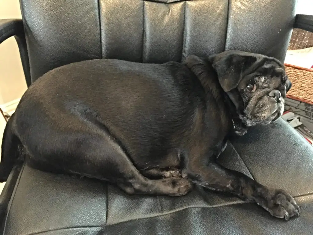 fluffy pug fluffy pug