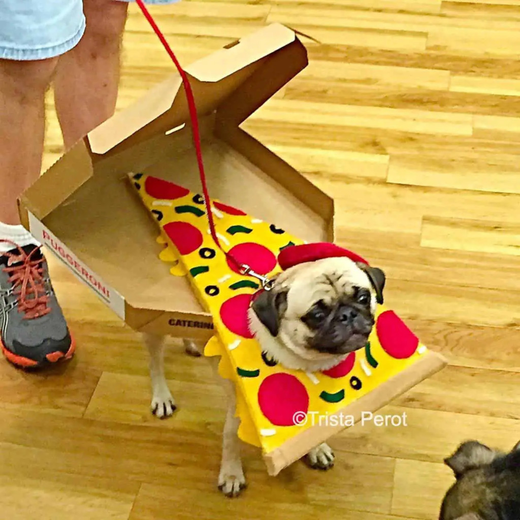 pug in pizza costume