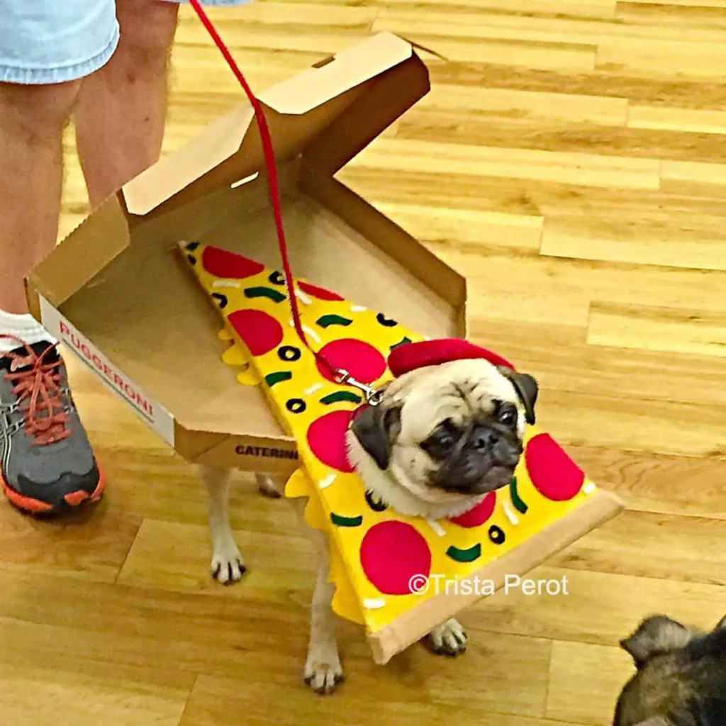 pug in pizza costume pug in pizza costume