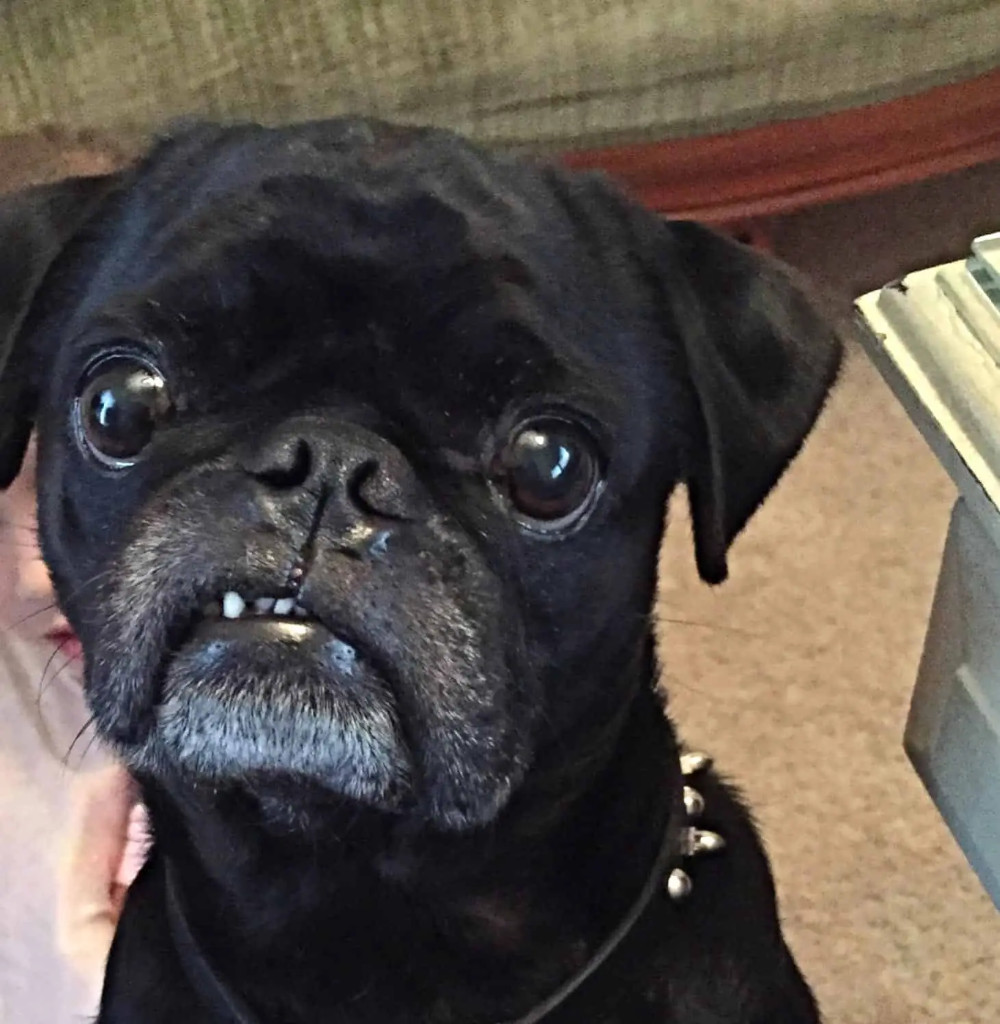 pug knows its dinnertime pug knows its dinnertime