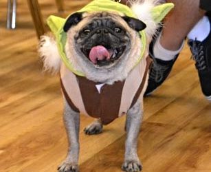 Making the Scene at Pug-O-Ween