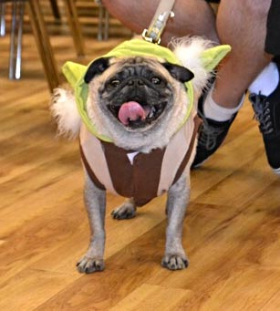 pugoween