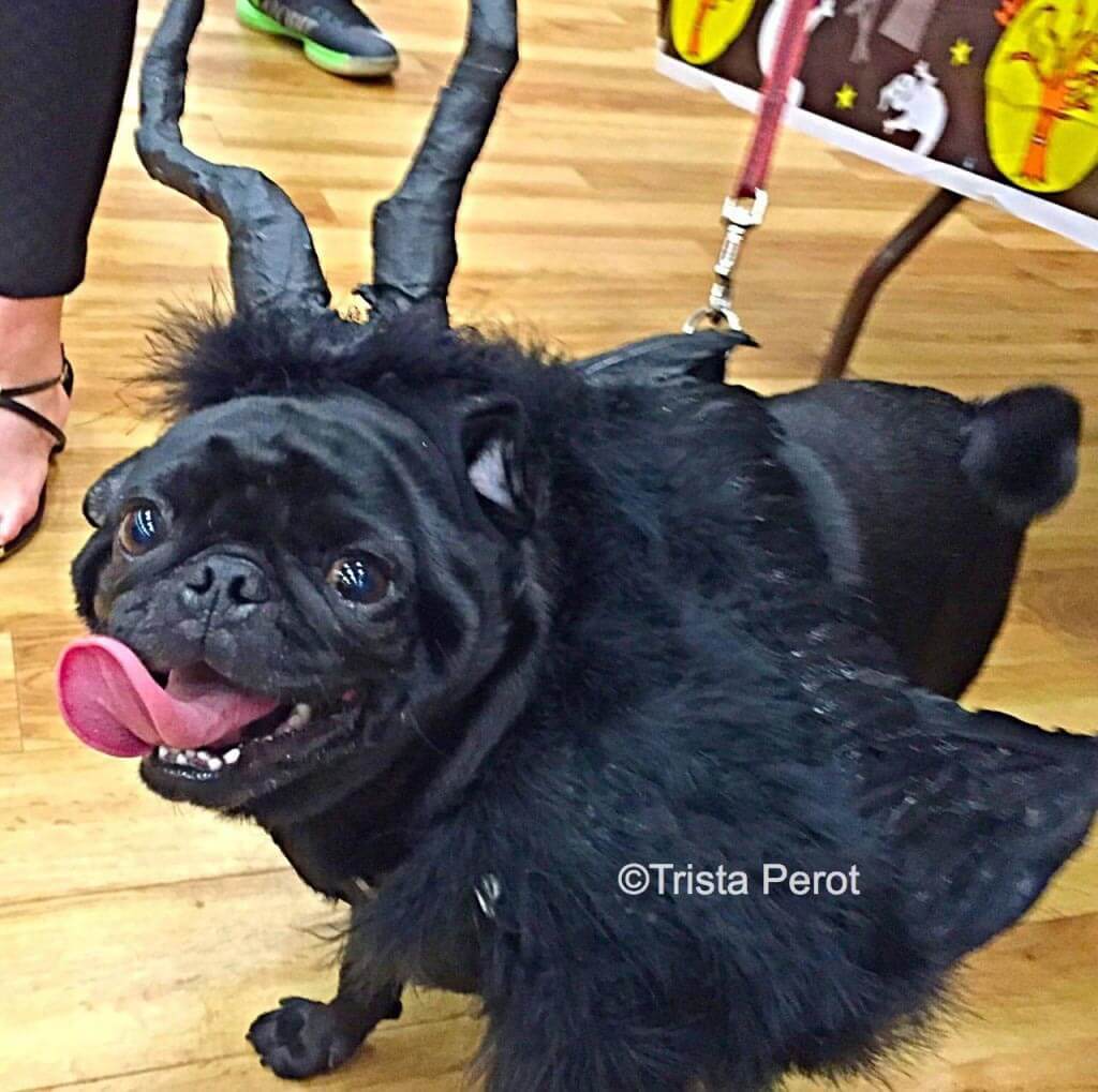 pugoween4