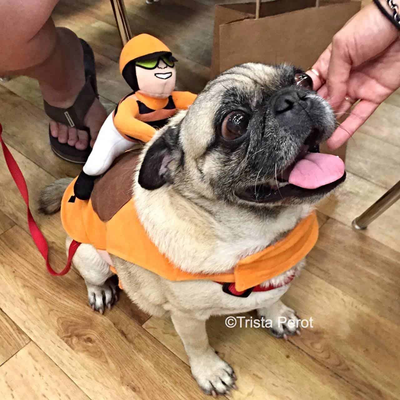 Pug horse costume