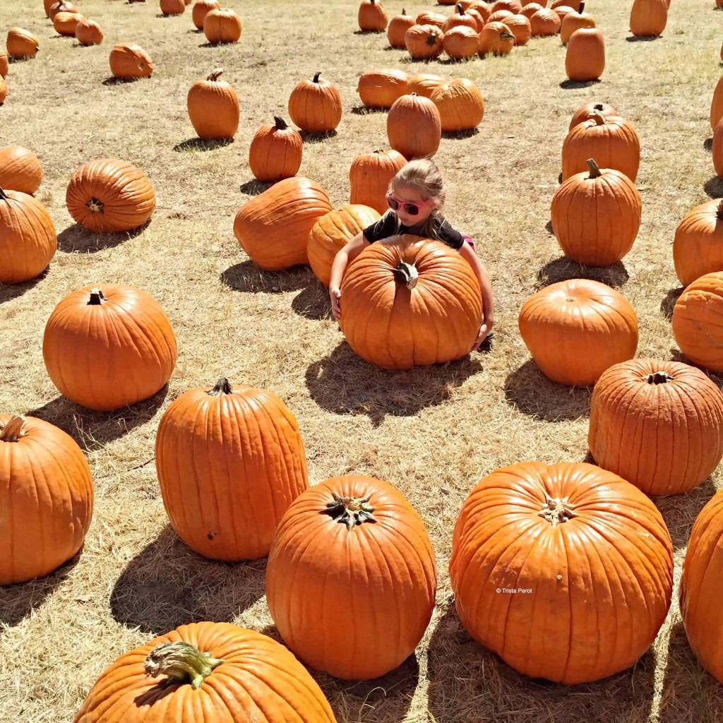 pumpkin patch