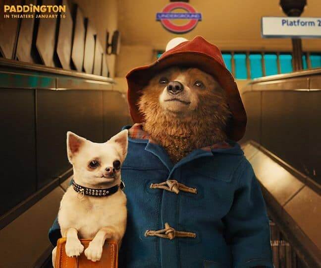 Paddington bear with chihuahua