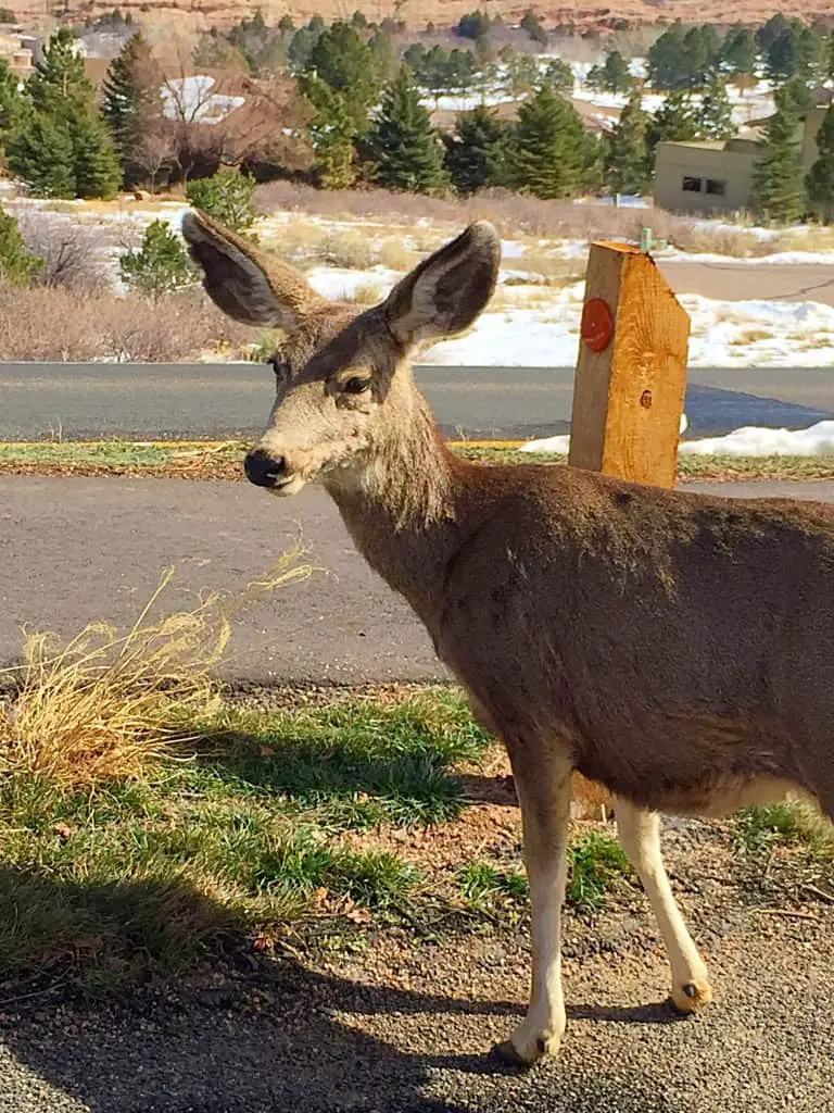 littleton deer